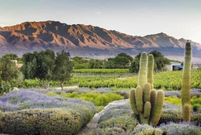 Jour 15 : De Cafayate à Cachi en passant par la Bodega Colome, visite du musée Turell
