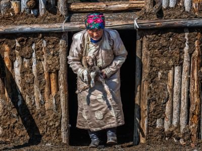 © Nicolas Fragiacomo - imprégnation humaine du futur troupeau avec les Darkhad à Jigleeg imprégnation humaine du futur troupeau avec les Darkhad à Jigleeg