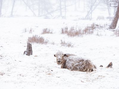 © Nicolas Fragiacomo - Yak dans la dépression de Darkhad Yak dans la dépression de Darkhad