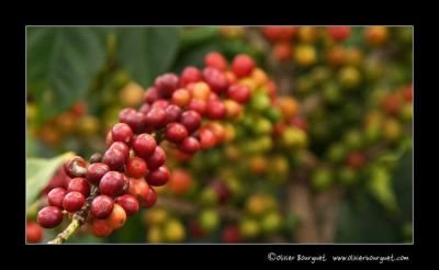 Jour 14 : en route vers Yabelo en pays Borana