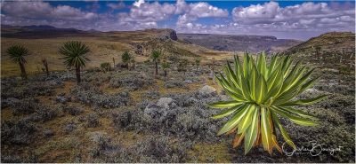 Jour 18: En route jusqu'aux montagnes du Balé