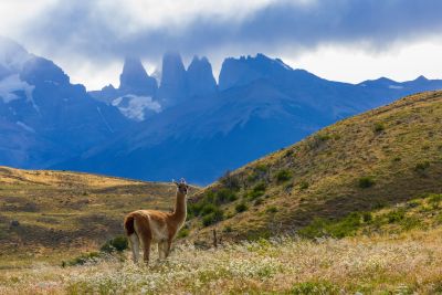 Observation rapprochée d'un guanaco sous les fameuses Torres del Paine, en Patagonie, Chili