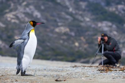 Un manchot royal sur la plage sur les rives du détroit de Magellan, Patagonie et Terre de Feu, Chili