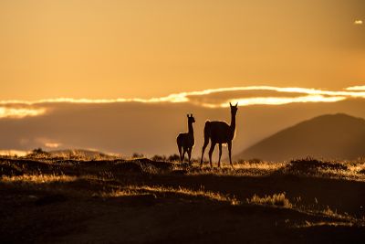 Jour 16 : Transfert aéroport, vol pour Santiago du Chili et connexion pour la France en vol de nuit
