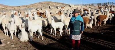 Sortie avec les camélidés chez Dona Lupe