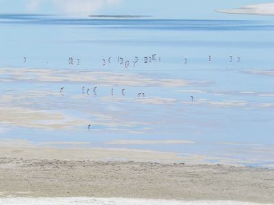 Flamants roses sur le salar
