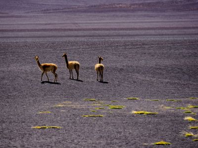 Vigognes sauvages dans le sud Lipez