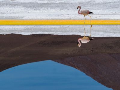 Lagune, salar et flamant rose,  un cliché de l'Atacama