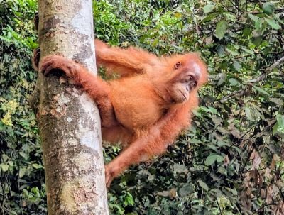 Jeune orang outan fôret Bornéo