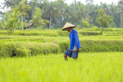 Rizières île de  Bali