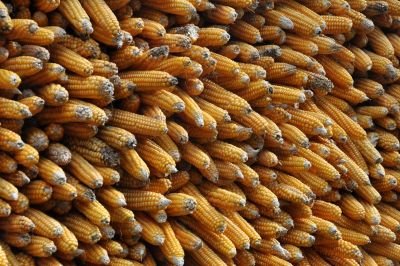 Jour 4 :  Phaplu - Surke - Chaurikharka