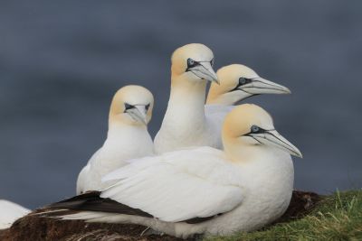 J2 :  Falaises de Troup Head et ferry pour les Shetland.