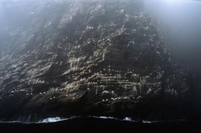 Jour 3 : Arrivée aux Shetland, excursion en bateau autour de l’île de Noss.