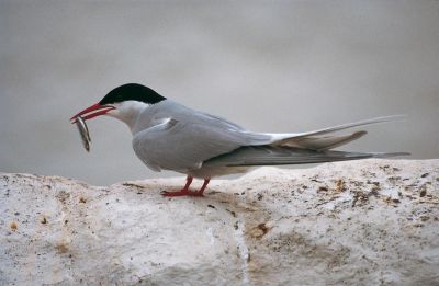 Jour 8 : Découverte du Nord-Ouest de Mainland.