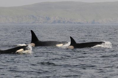 Jour 11 : Transfert à l’aéroport et vol retour pour la France.