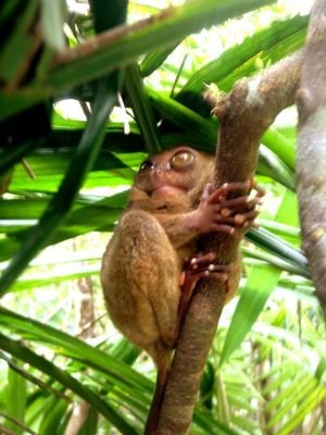 Jour 4 : Découverte de la mangrove  