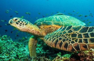 tortue sous marine Philippines