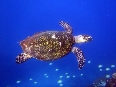 Jour 7 : Observations des dauphins et tortues marines 