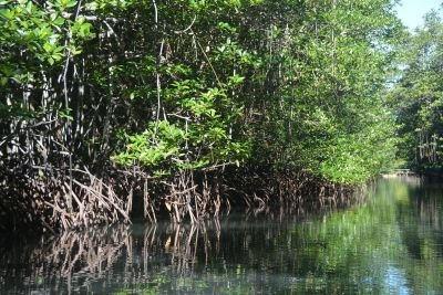 Jour 12 : pirogue au cœur des mangroves