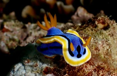 Jour 14 : Cebu : derniers instants