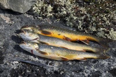 Jour 17 : Retour en Islande