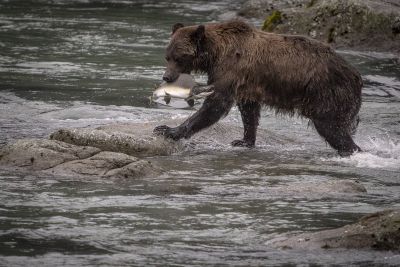 Jours 8 à jour 10— Au royaume des grizzlis