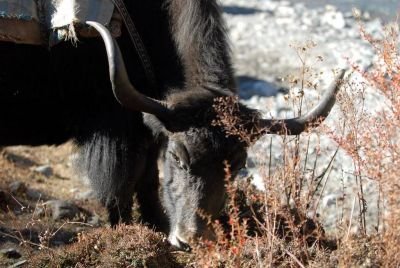 Jour 8 : Lama Gaon - Gumpa Lungdang   (3350m)