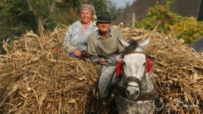 Jour 8 - Routes bucoliques à travers le pays Sicule