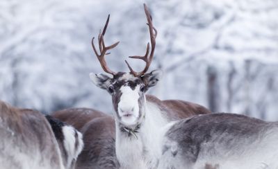 Rennes © Emmanuel Berthier