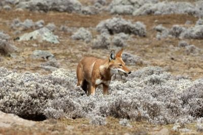 Loup d'abyssinie