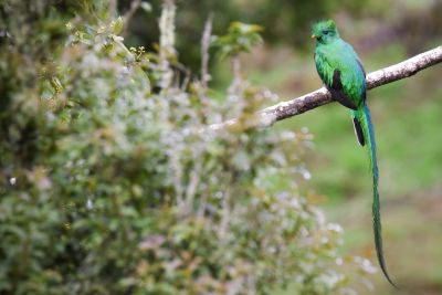 Jour 6 — Les montagnes du Quetzal et le territoire Terraba