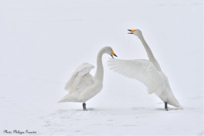 © Philippe Gueudre - Jour 1 : Départ de Paris et vol pour le Japon Jour 1 : Départ de Paris et vol pour le Japon