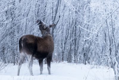 Jour 4 : Abisko