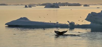 Baleine au milieu des glaces
