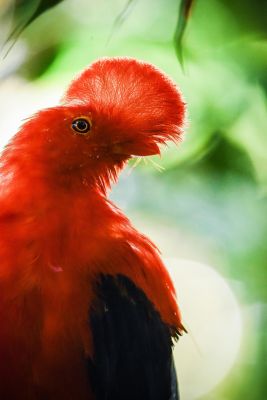 Jours 12 et 13:  Les oiseaux de Jardin et ses environs