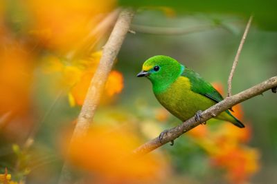 J2: Les oiseaux de San Felipe