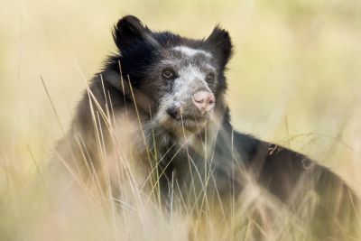 JOURS 3, 4, 5 - IMMERSION DANS LE PARAMO -