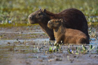 JOUR 13 – Vol Yopal > Bogota. Tour de la capitale et vol Bogota > Paris