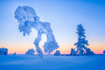 Arbre candélabre en Laponie lors d'un atelier photo