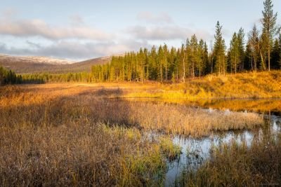 Jour 2 : première journée dédiée à la forêt boréale, autour du chalet