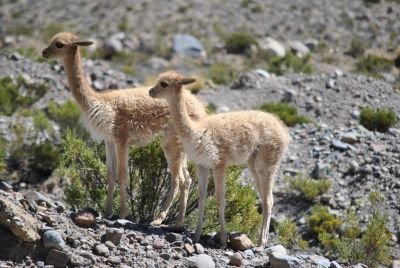 Observation de vigognes en chemin