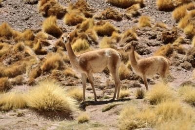 Observation de vigognes dans le nord-ouest argentin