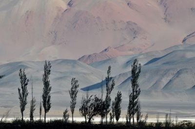 Oasis d'Antofallita, sur les rives du Salar d'Antofalla