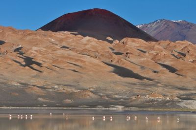 Flamants roses dans une lagune au pied du volcan Antofagasta