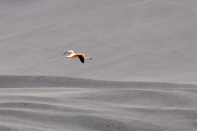 Flamants roses dans  l'Atacama