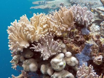 © Sylvain Lenglart - croisière en voilier aux raja ampat croisière en voilier aux raja ampat
