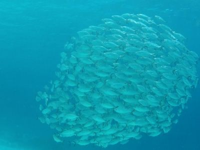 © Sylvain Lenglart - cascade batanta cascade batanta