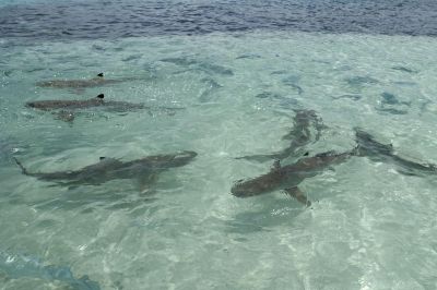 © Sylvain Lenglart - Jour 8 : Panoramas splendides de l'archipel de Penemu Jour 8 : Panoramas splendides de l'archipel de Penemu