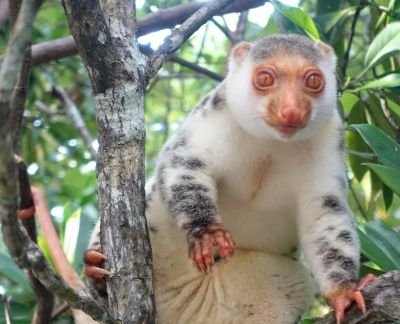 © Sylvain Lenglart - lémuriens endémiques lémuriens endémiques