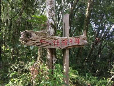 Jour 5 : Randonnée vers les arbres millénaires sacrés chez l’ethnie Attayal